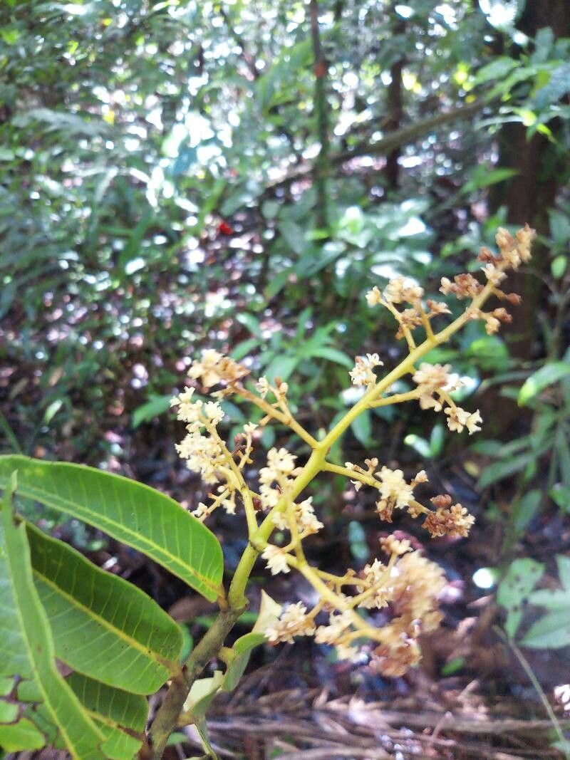 Virola surinamensis flower