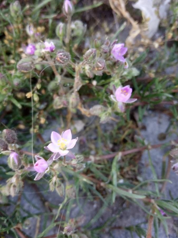 Spergularia nicaeensis habit