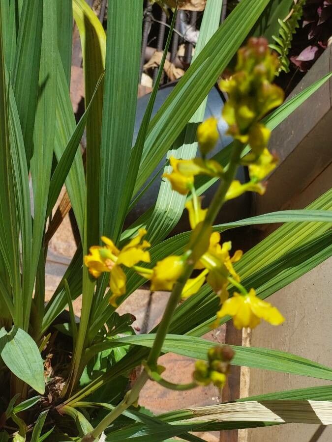 Cyrtopodium palmifrons flower