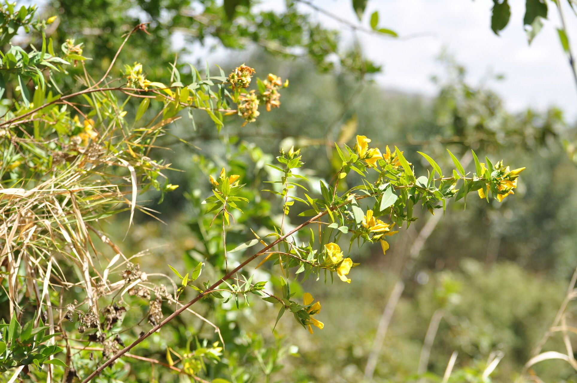 Hypericum quartinianum habit