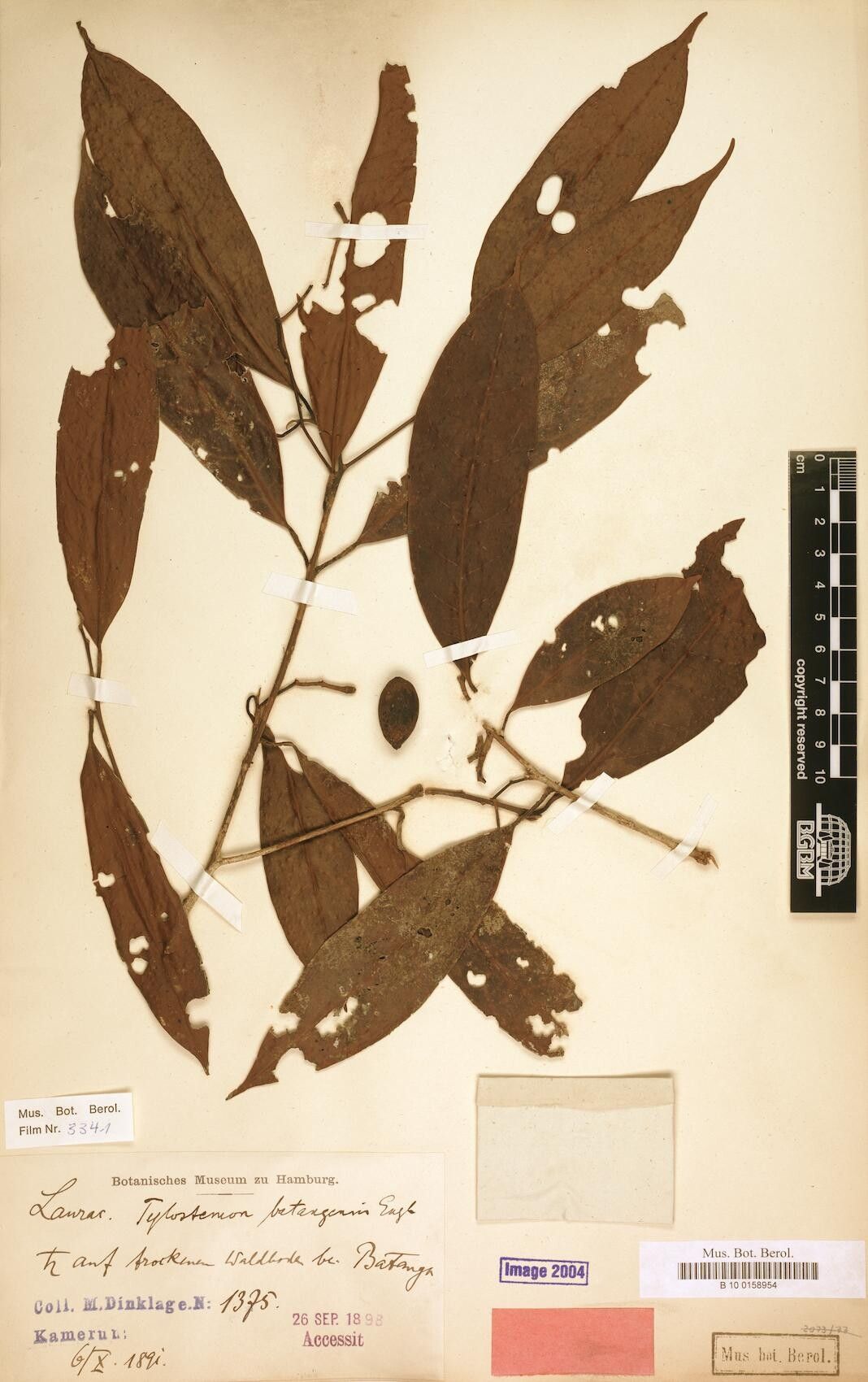 Beilschmiedia batangensis — houseplant care guide