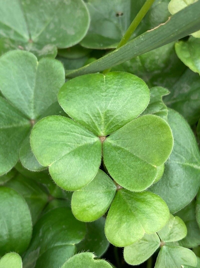 Oxalis brasiliensis — search result for 'Oxalis'