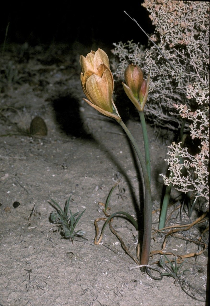Zephyranthes elwesii habit