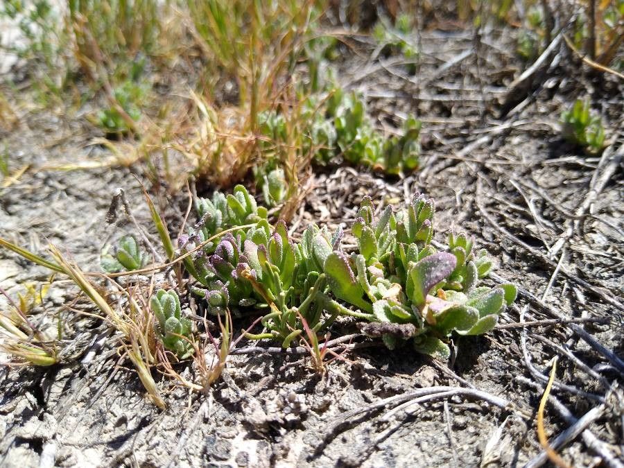 Chloropyron palmatum leaf