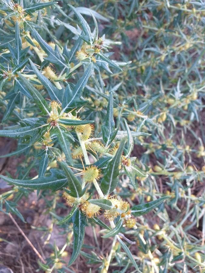 Xanthium spinosum fruit