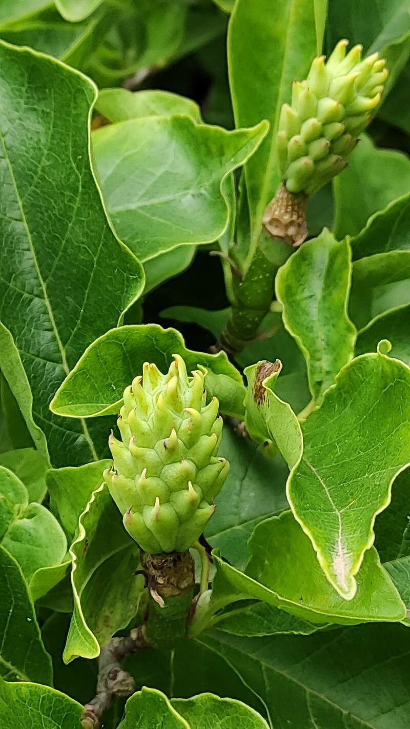 Magnolia × soulangeana fruit