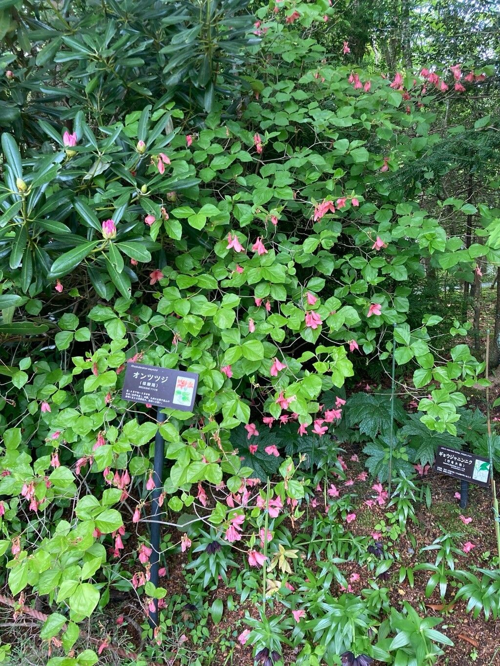 Rhododendron weyrichii habit