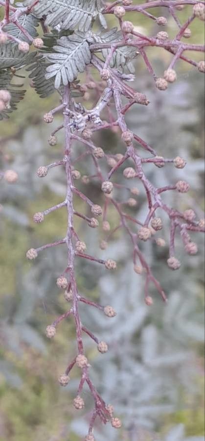 Acacia baileyana fruit