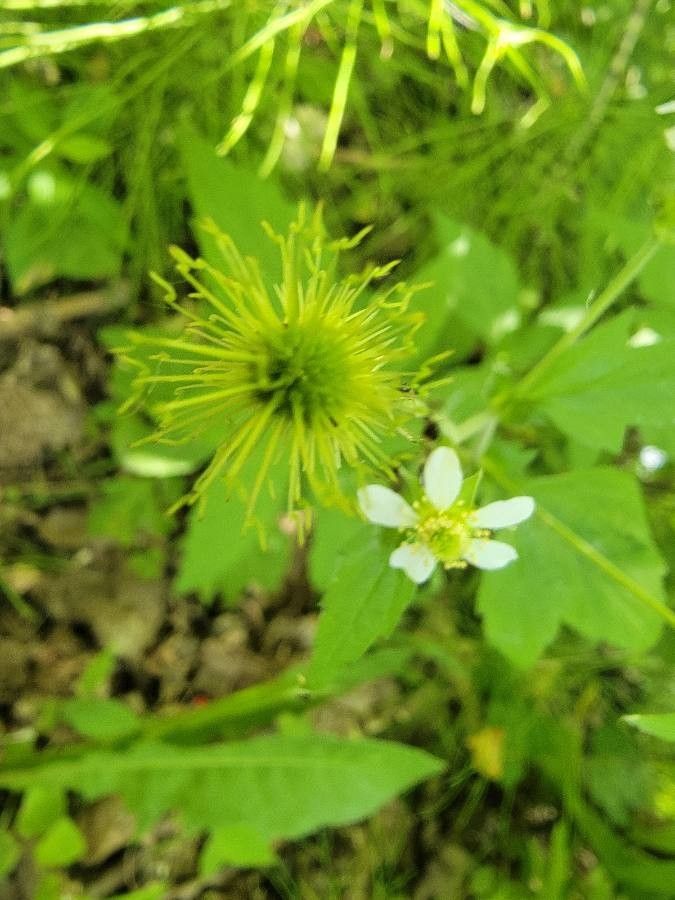 Geum canadense fruit