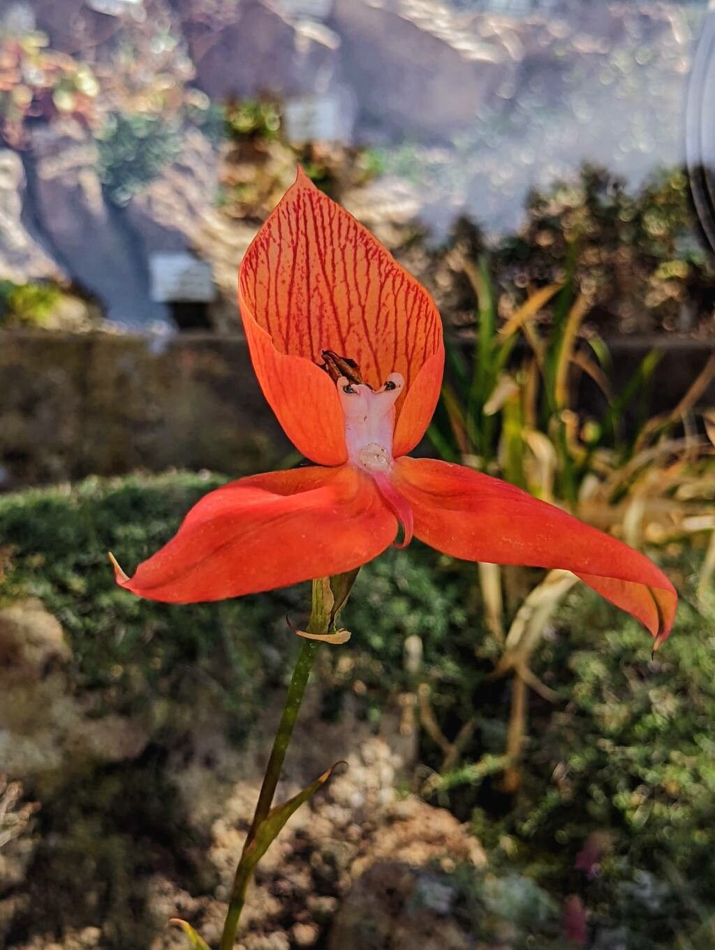 Disa uniflora flower