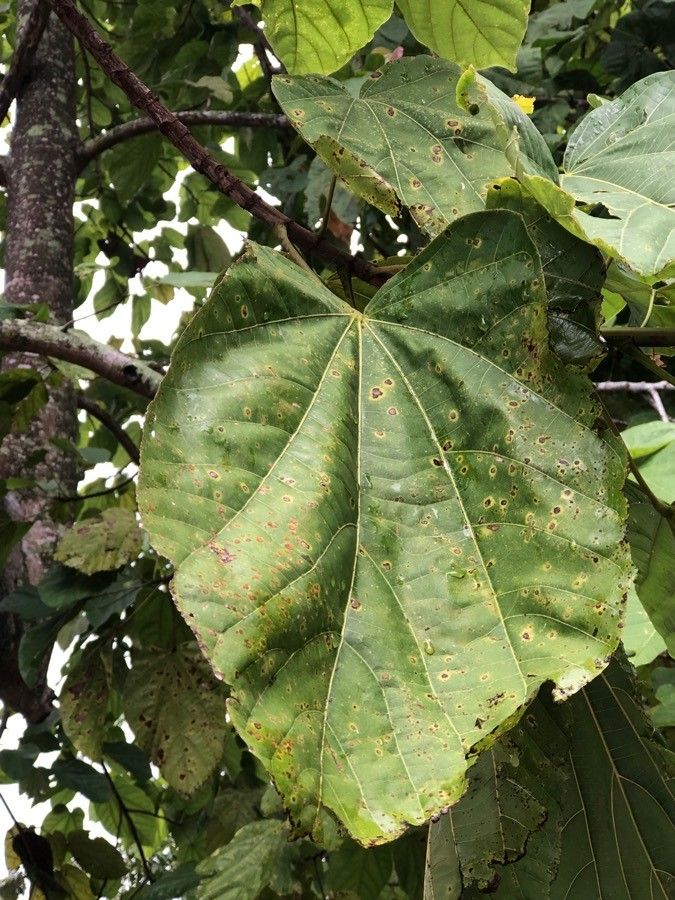 Pterygota alata — houseplant care guide