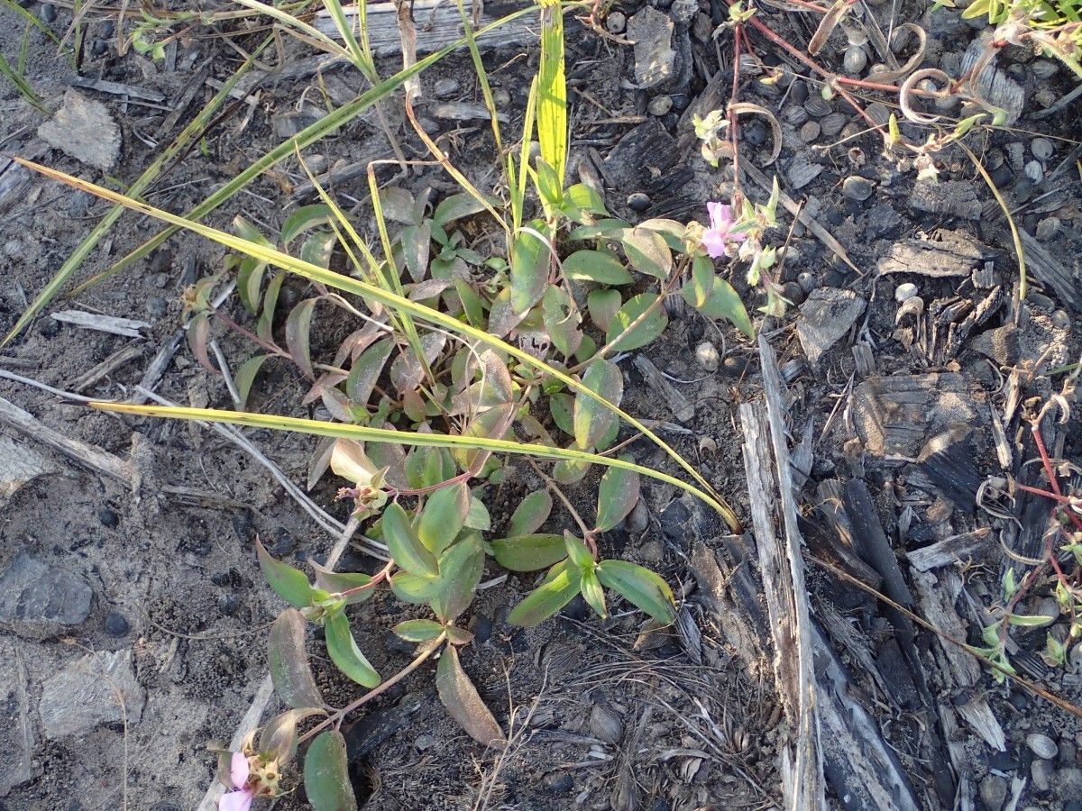 Melastomastrum capitatum habit