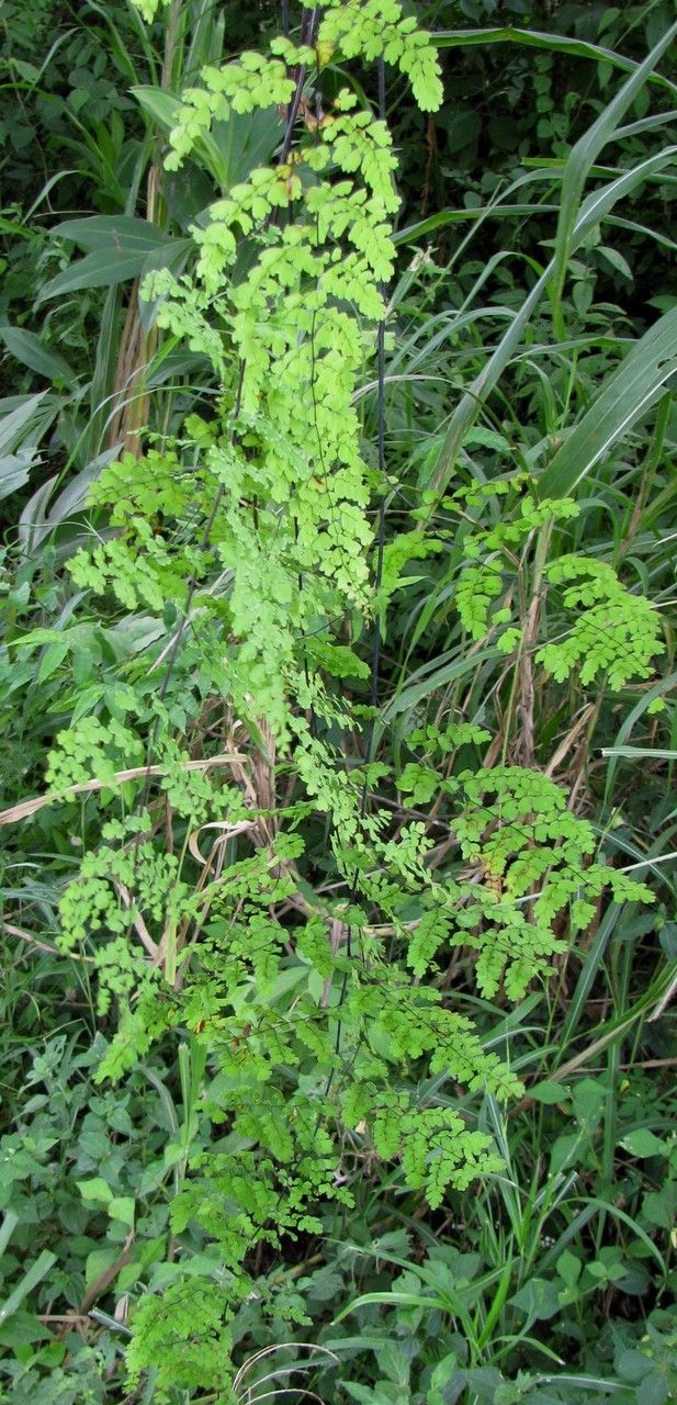 Adiantum concinnum habit