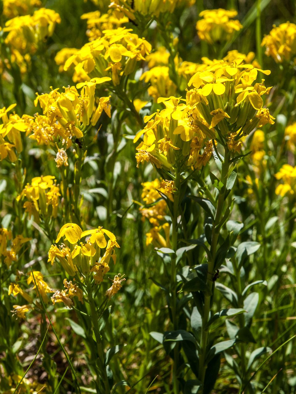 Erysimum drenowskii — houseplant care guide