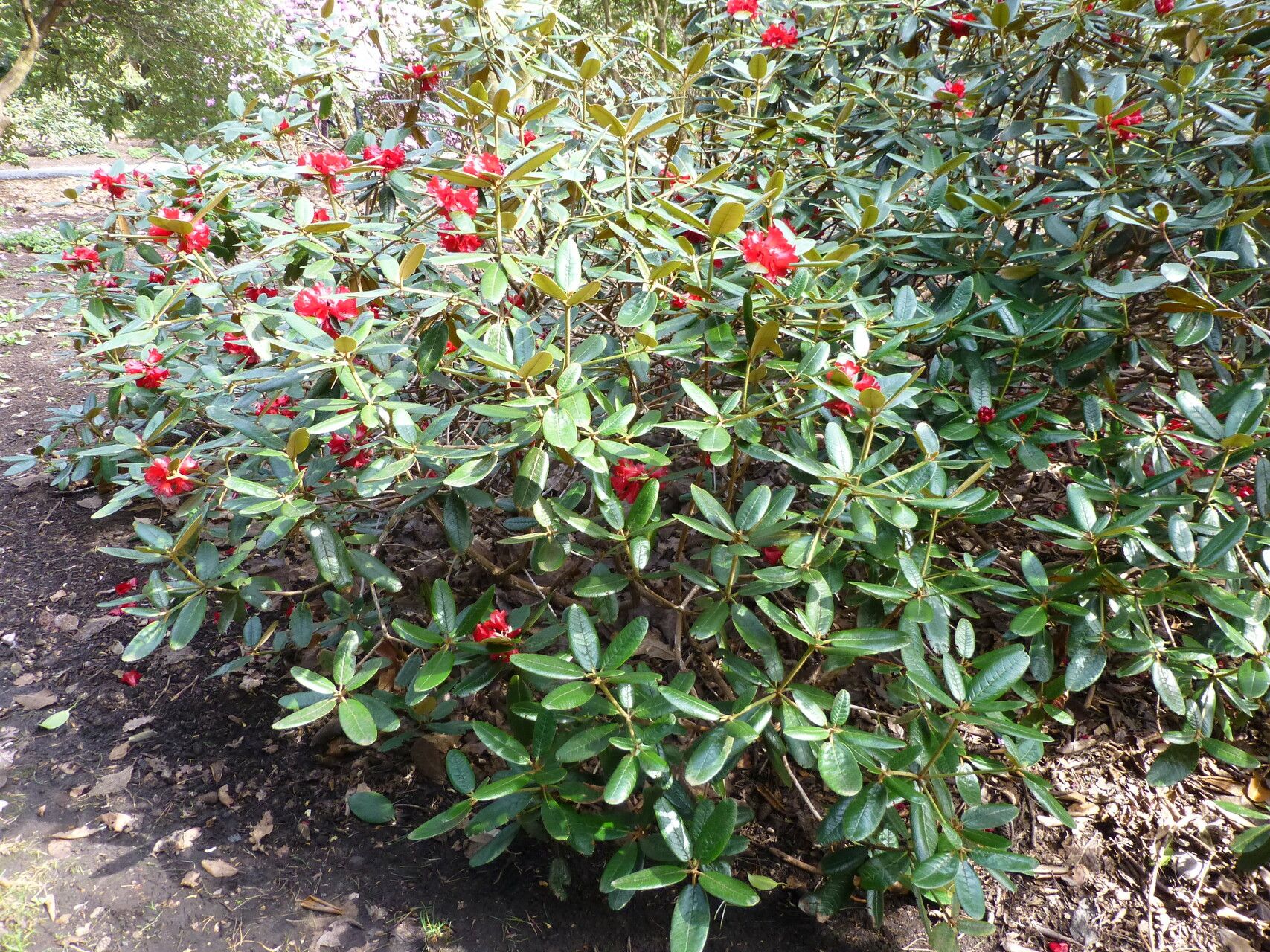 Rhododendron piercei habit