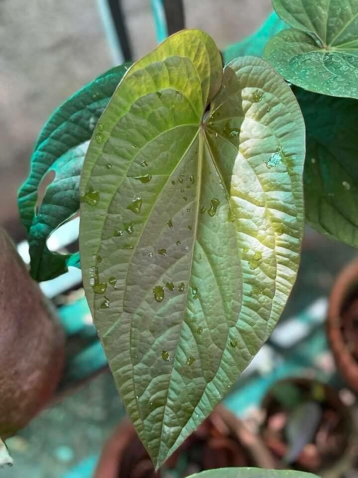Anthurium radicans — search result for 'Anthurium'