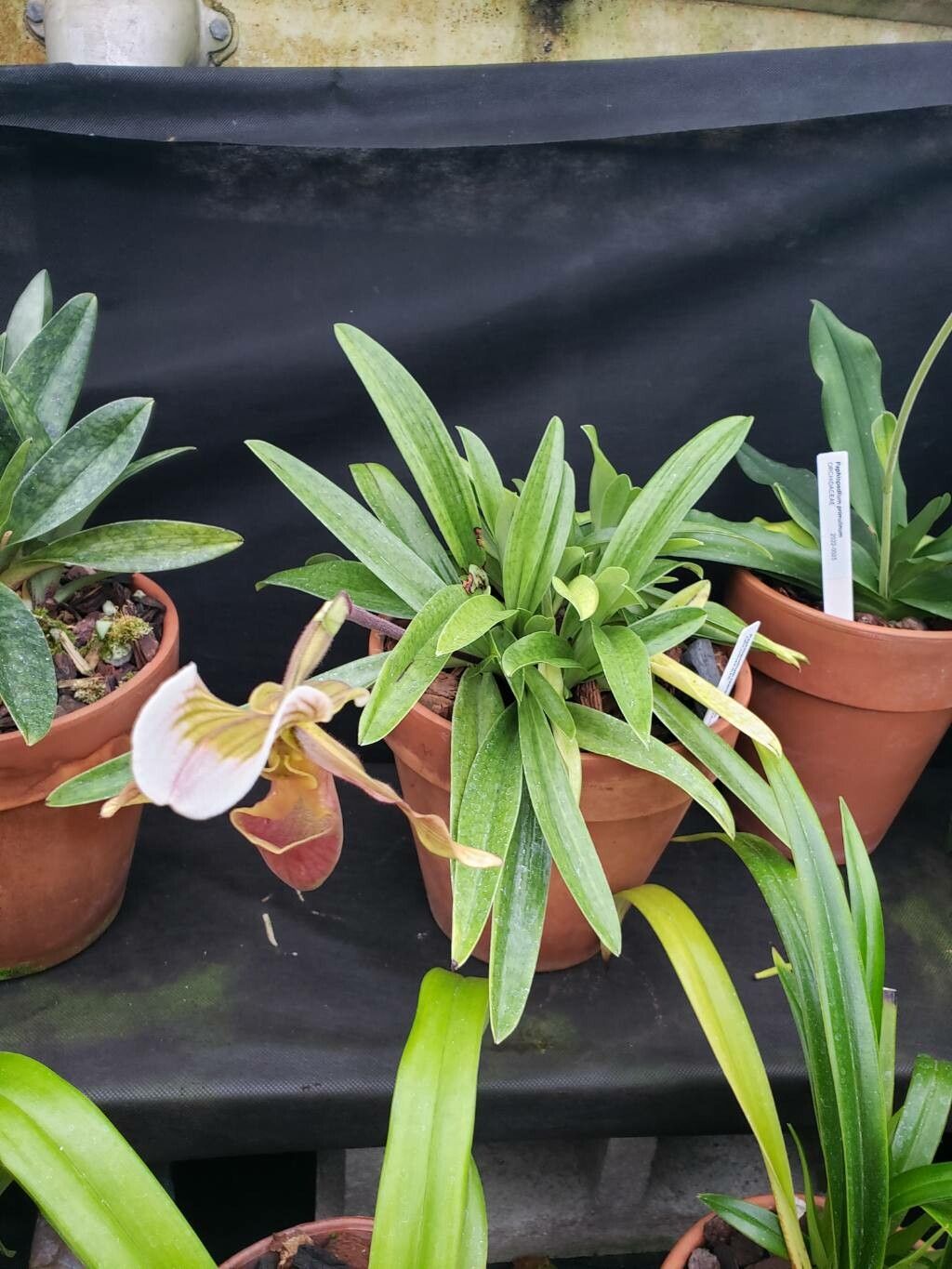Paphiopedilum lawrenceanum habit