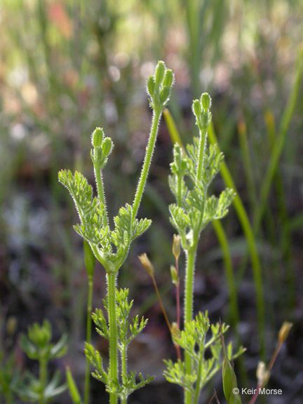 Yabea microcarpa habit