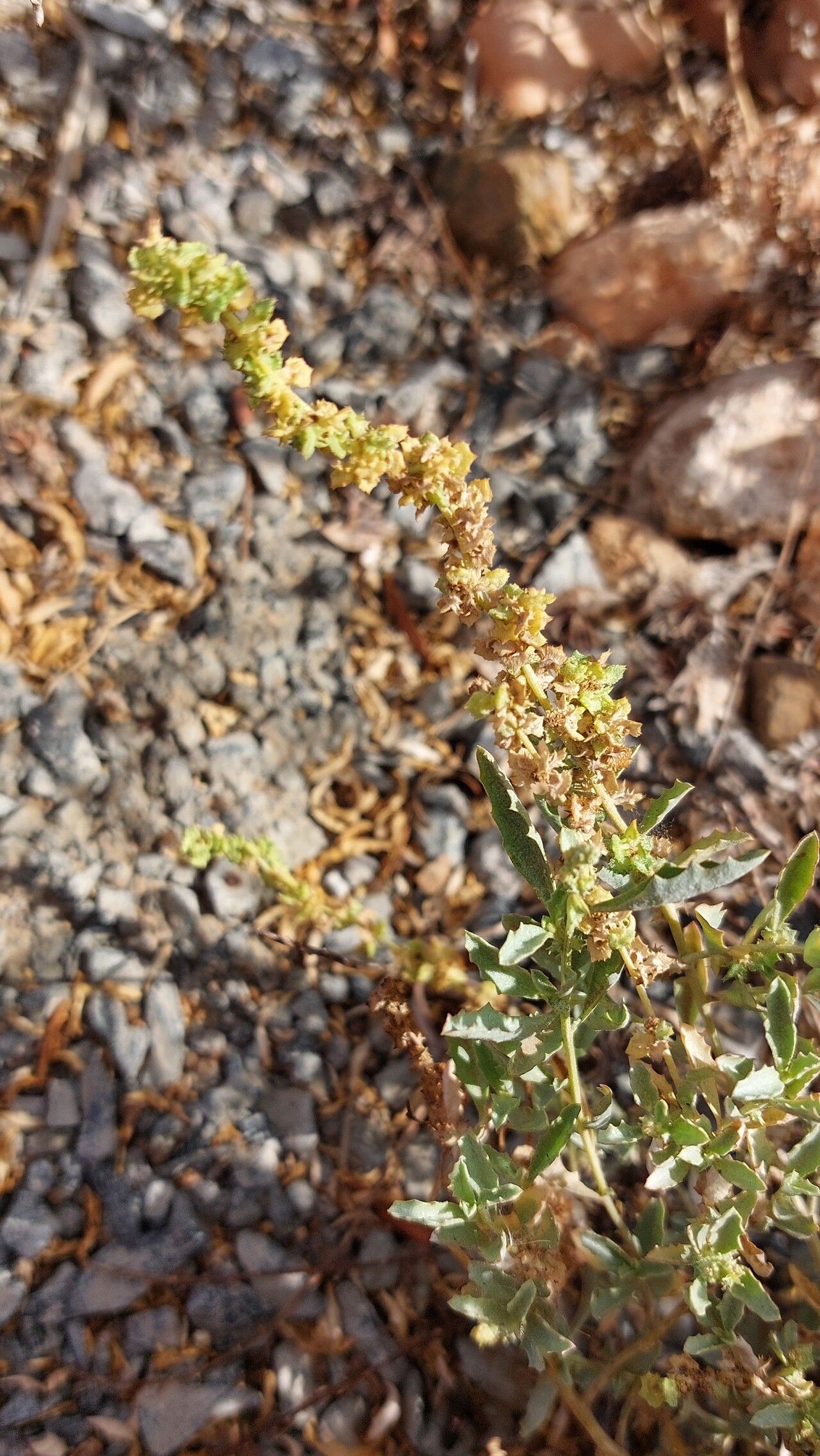 Atriplex semilunaris fruit