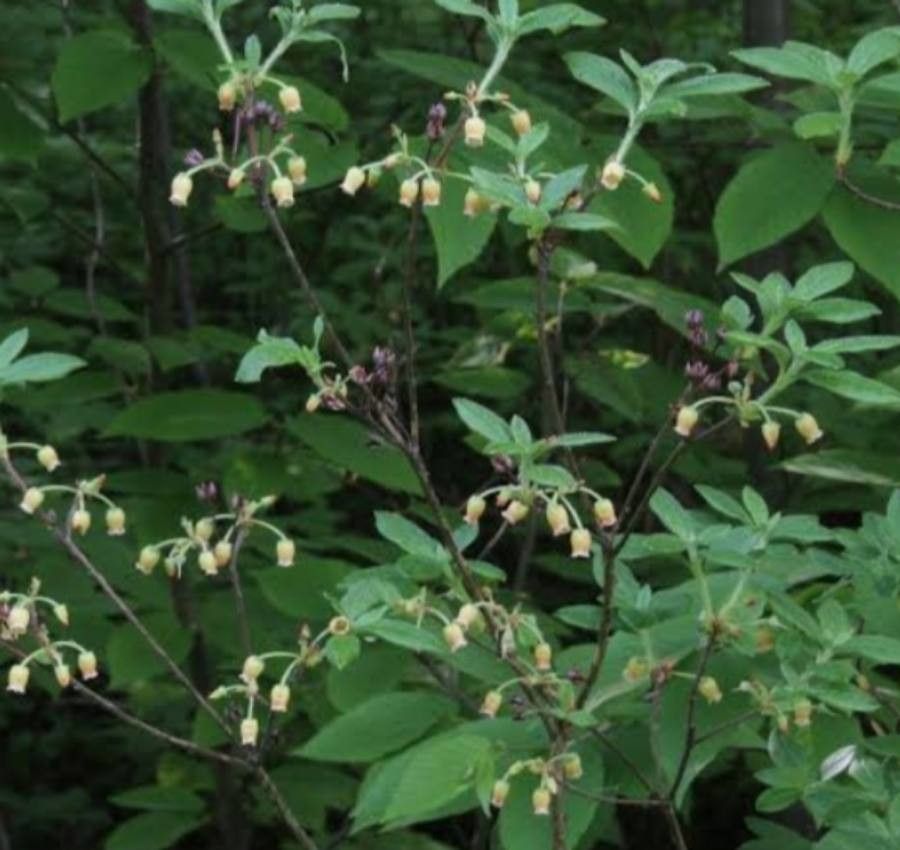 Menziesia pilosa — related species from the same genus