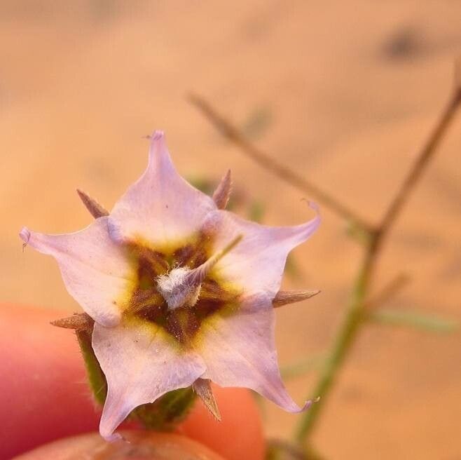 Trichodesma calcaratum flower
