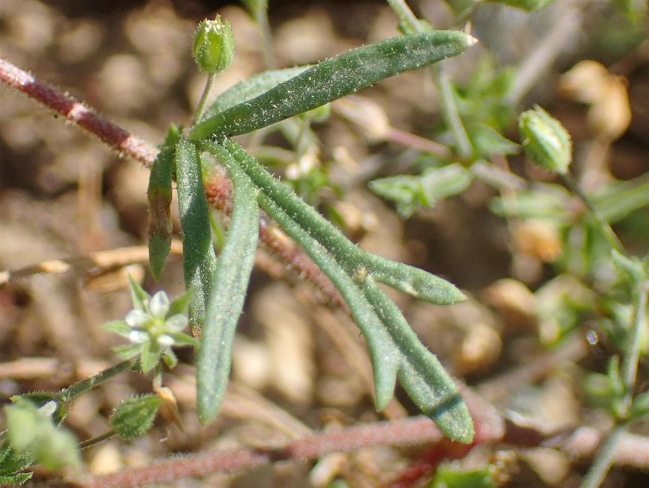 Gilia laciniata leaf
