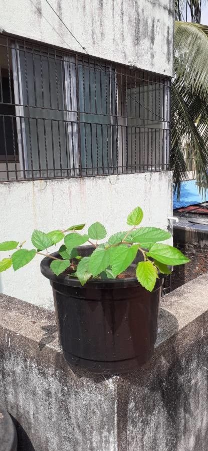 Corchorus aestuans leaf