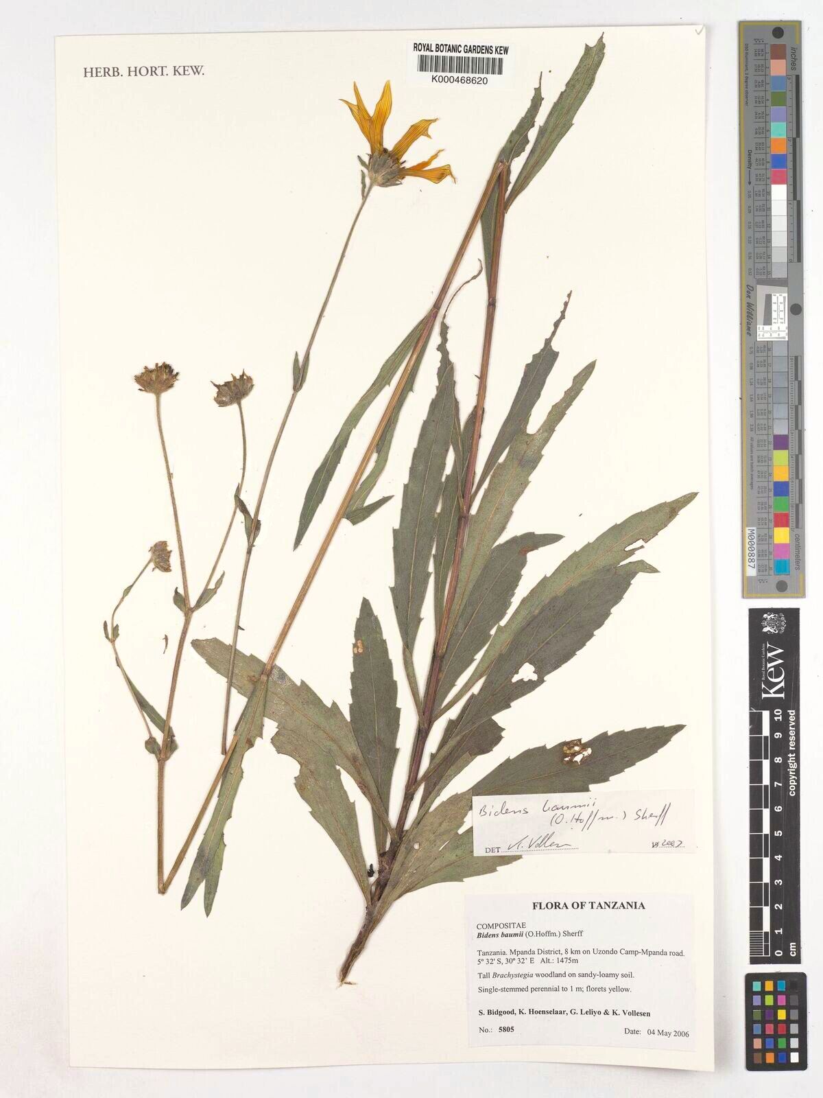 Bidens baumii — houseplant care guide