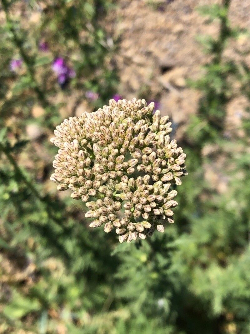 Achillea ligustica flower