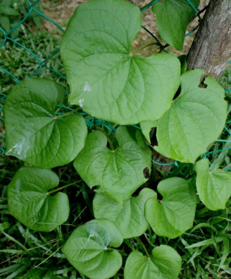 Dioscorea esculenta — search result for 'Dioscorea'