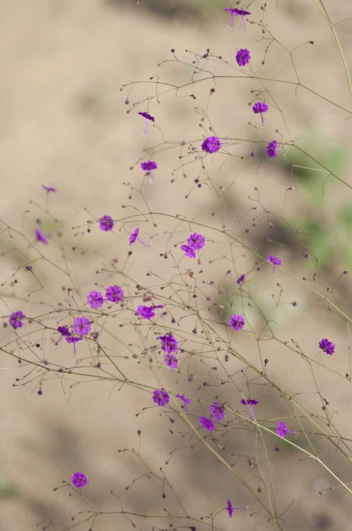 Boerhavia anisophylla — related species from the same genus