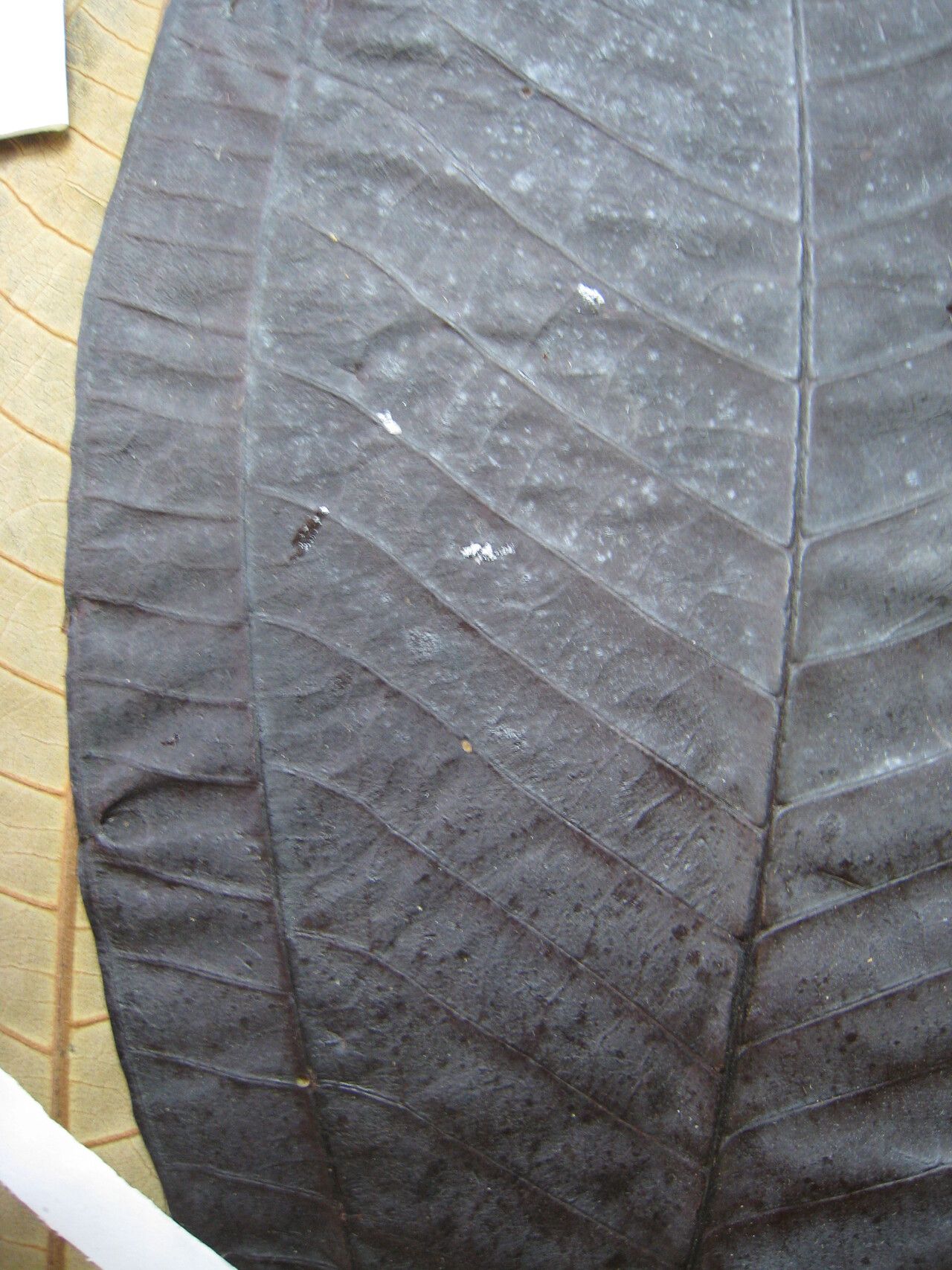 Miconia argyrophylla other