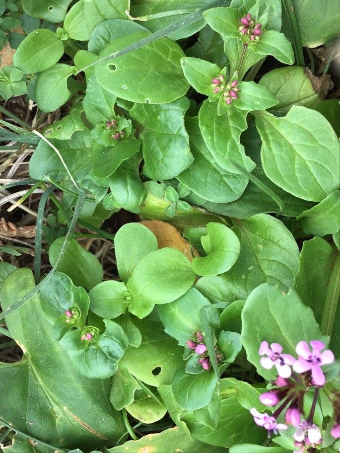 Valeriana graciliflora — search result for 'Valeriana'