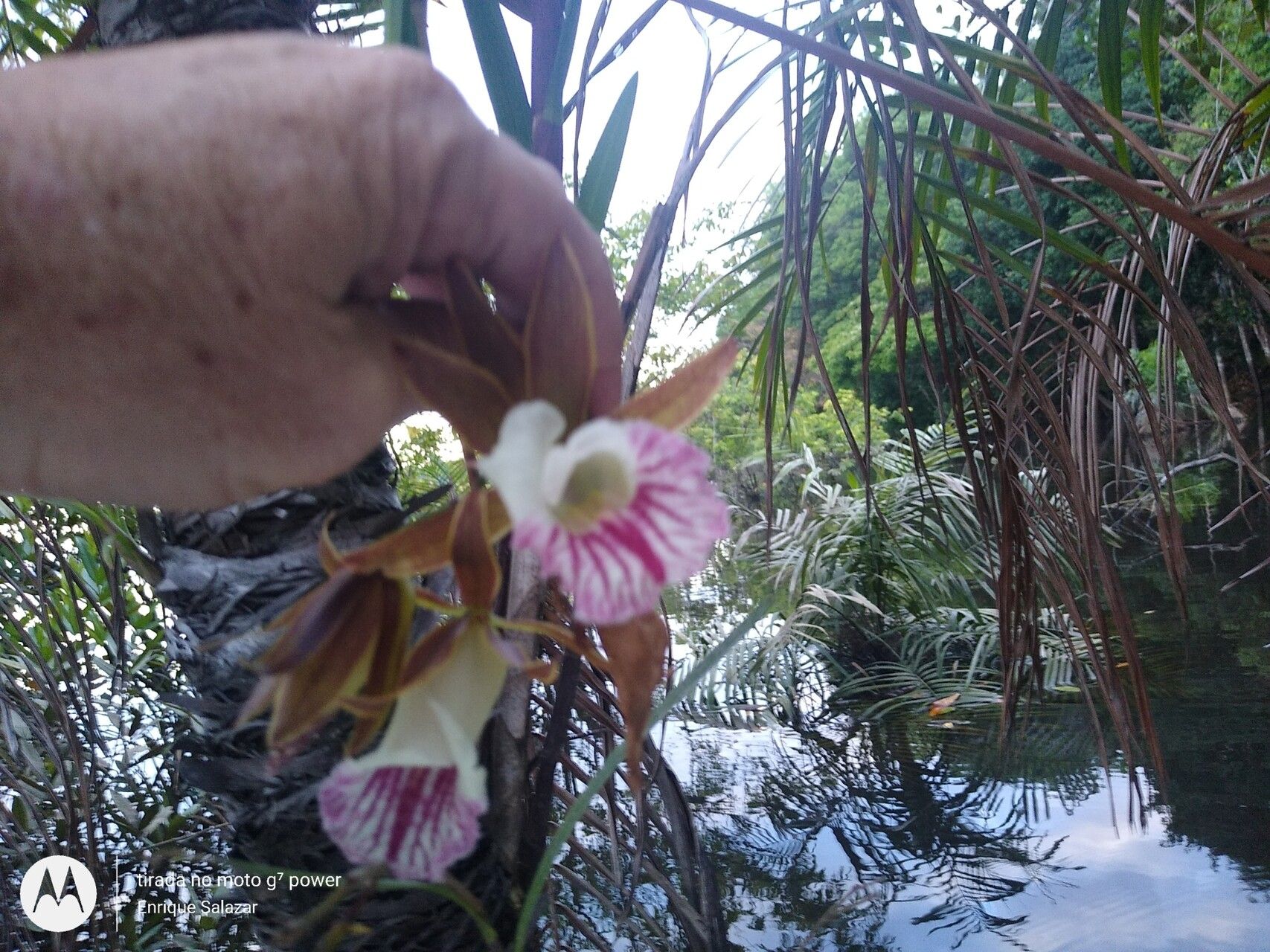 Galeandra devoniana — related species from the same genus