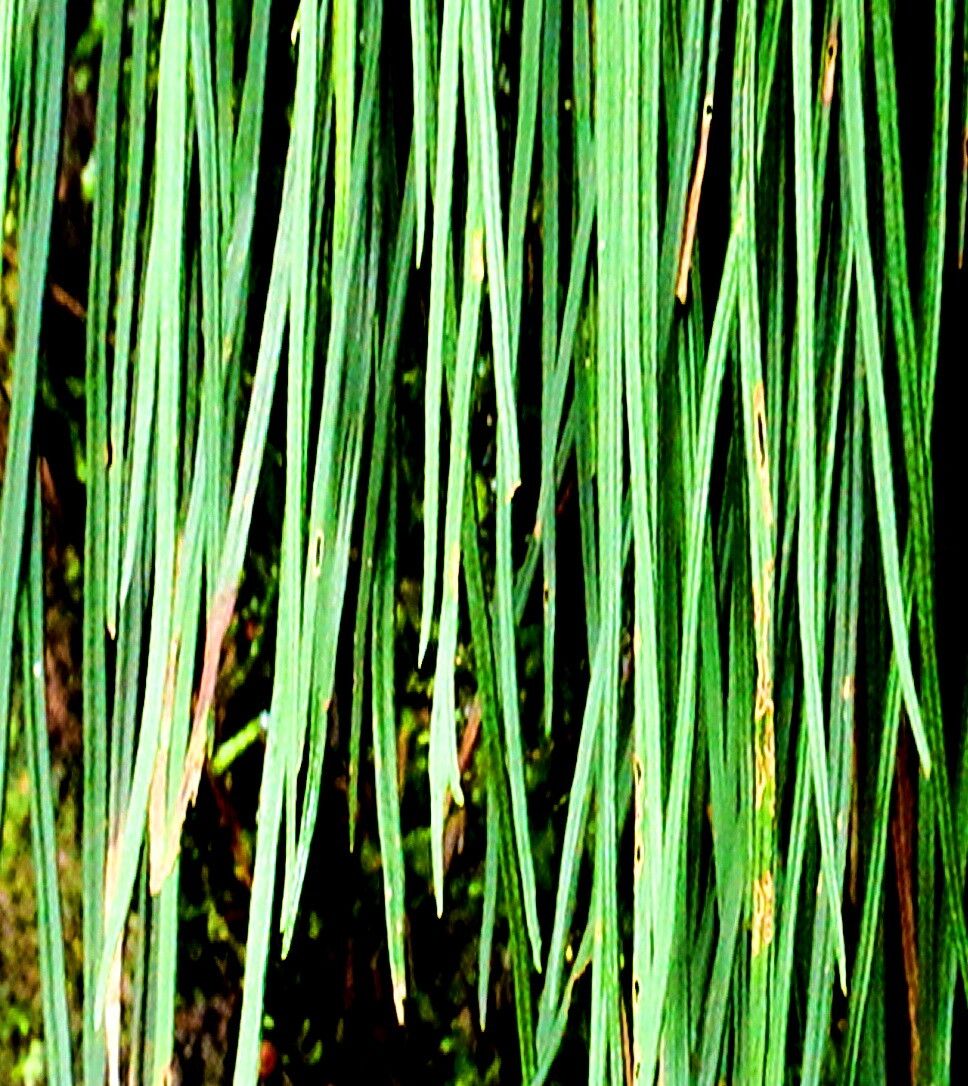 Haplopteris flexuosa — related species from the same genus