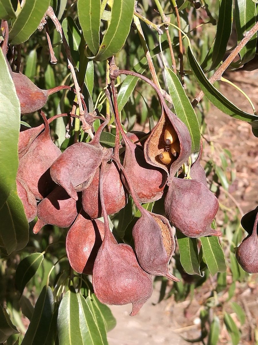 Brachychiton rupestris fruit