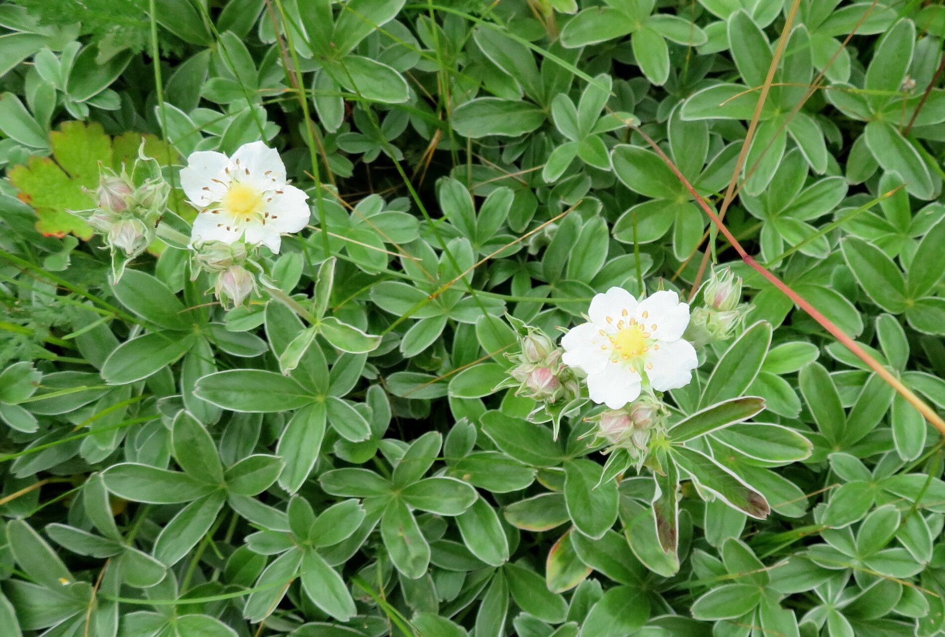 Potentilla geranioides flower