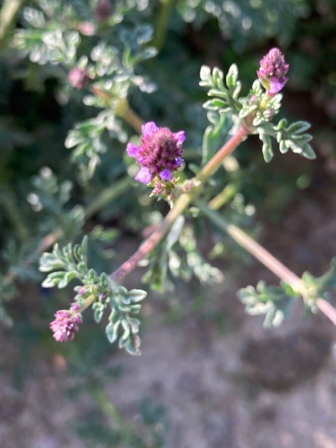 Verbena supina flower