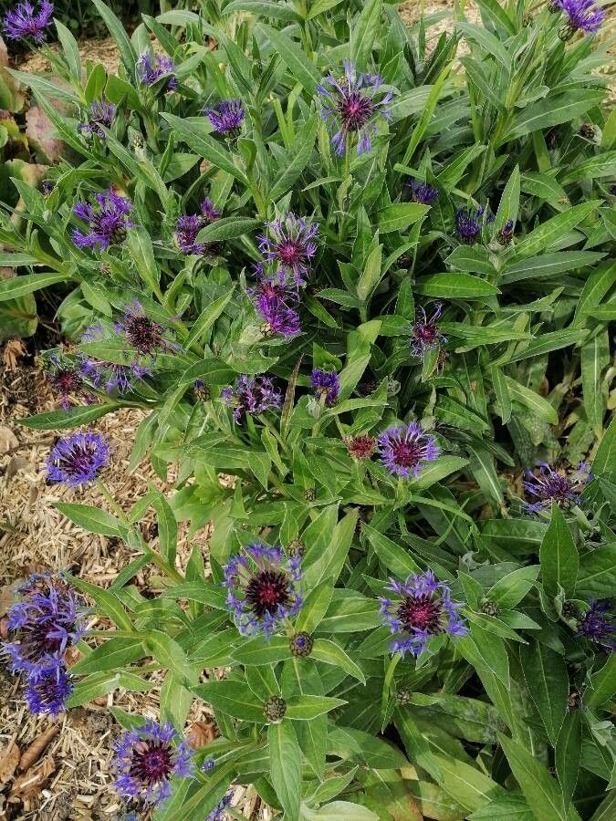 Centaurea montana flower
