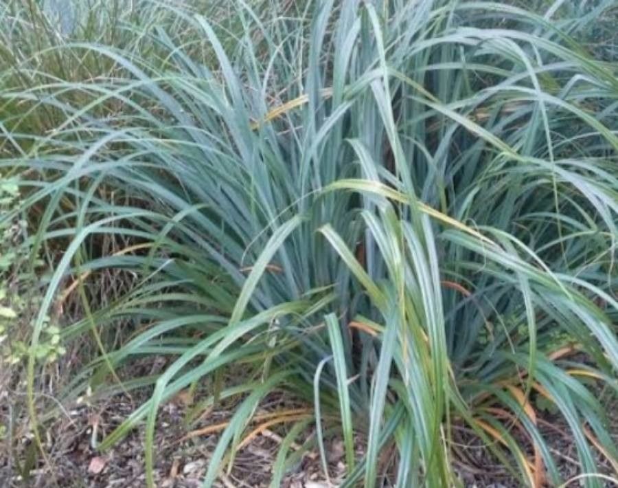 Carex trifida — search result for 'Cyperaceae'