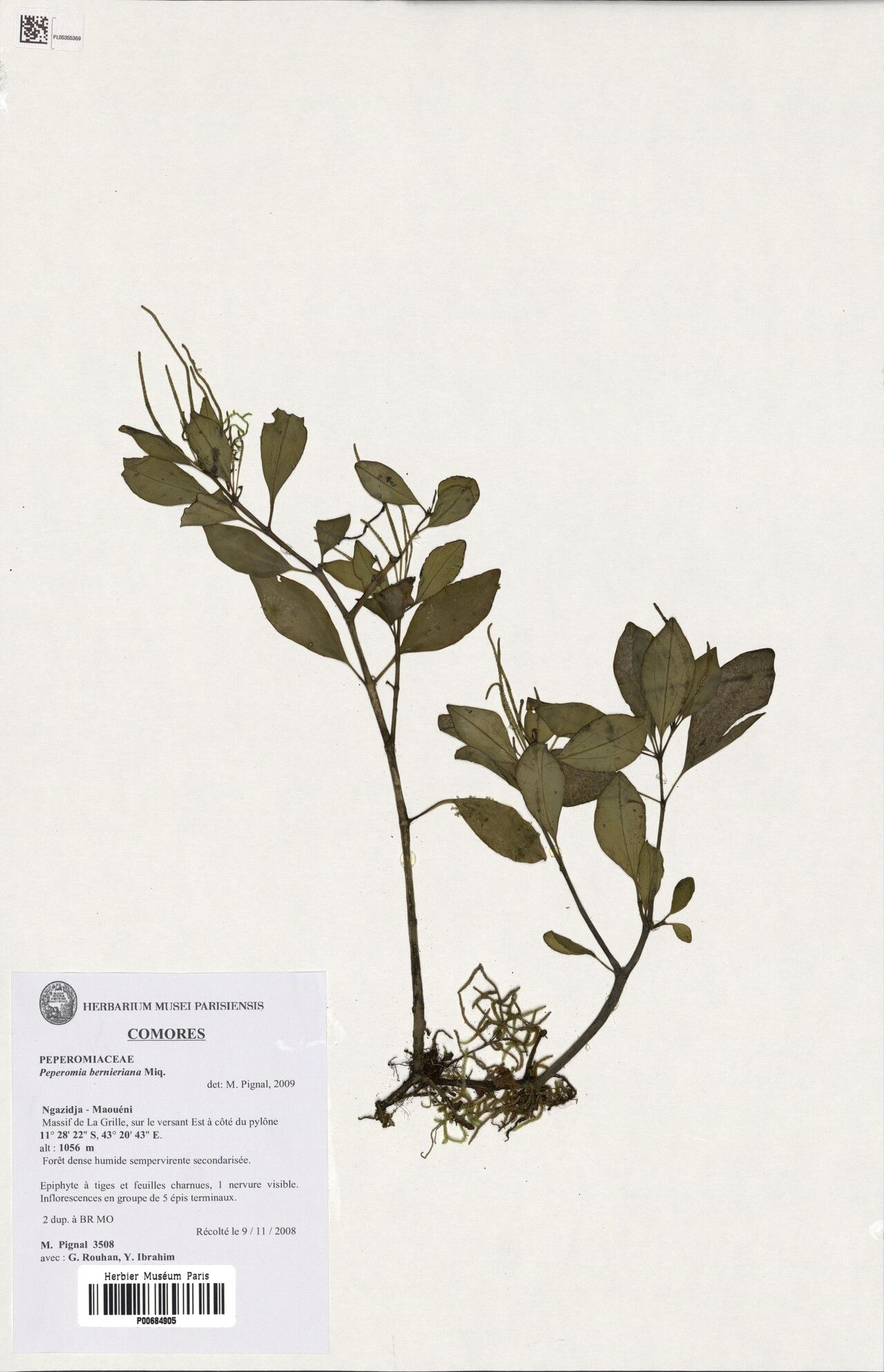 Peperomia bernieriana — houseplant care guide