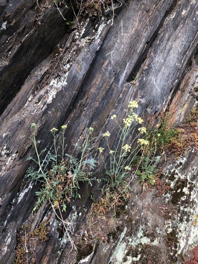 Descurainia millefolia flower
