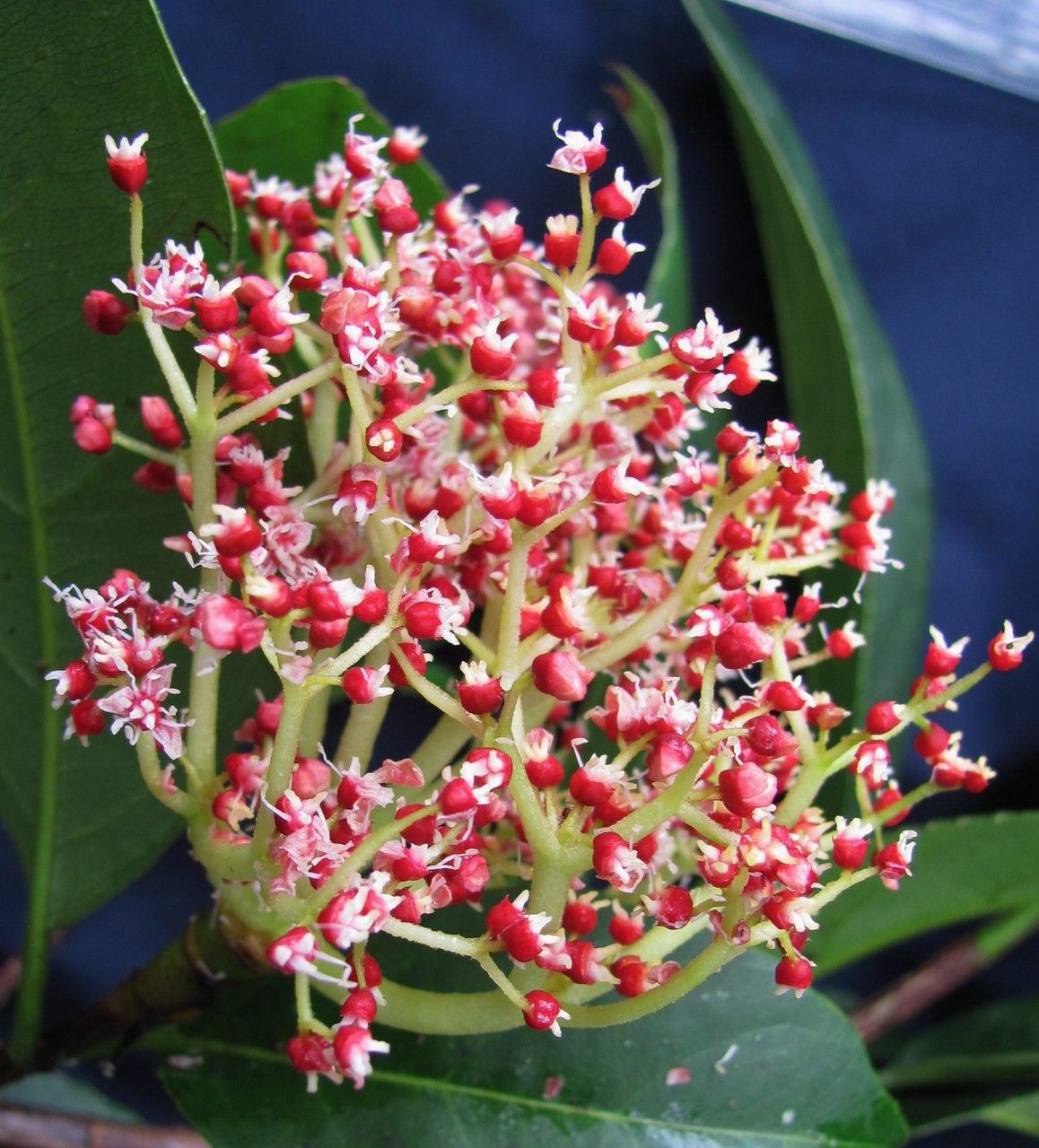 Hydrangea asterolasia — houseplant care guide