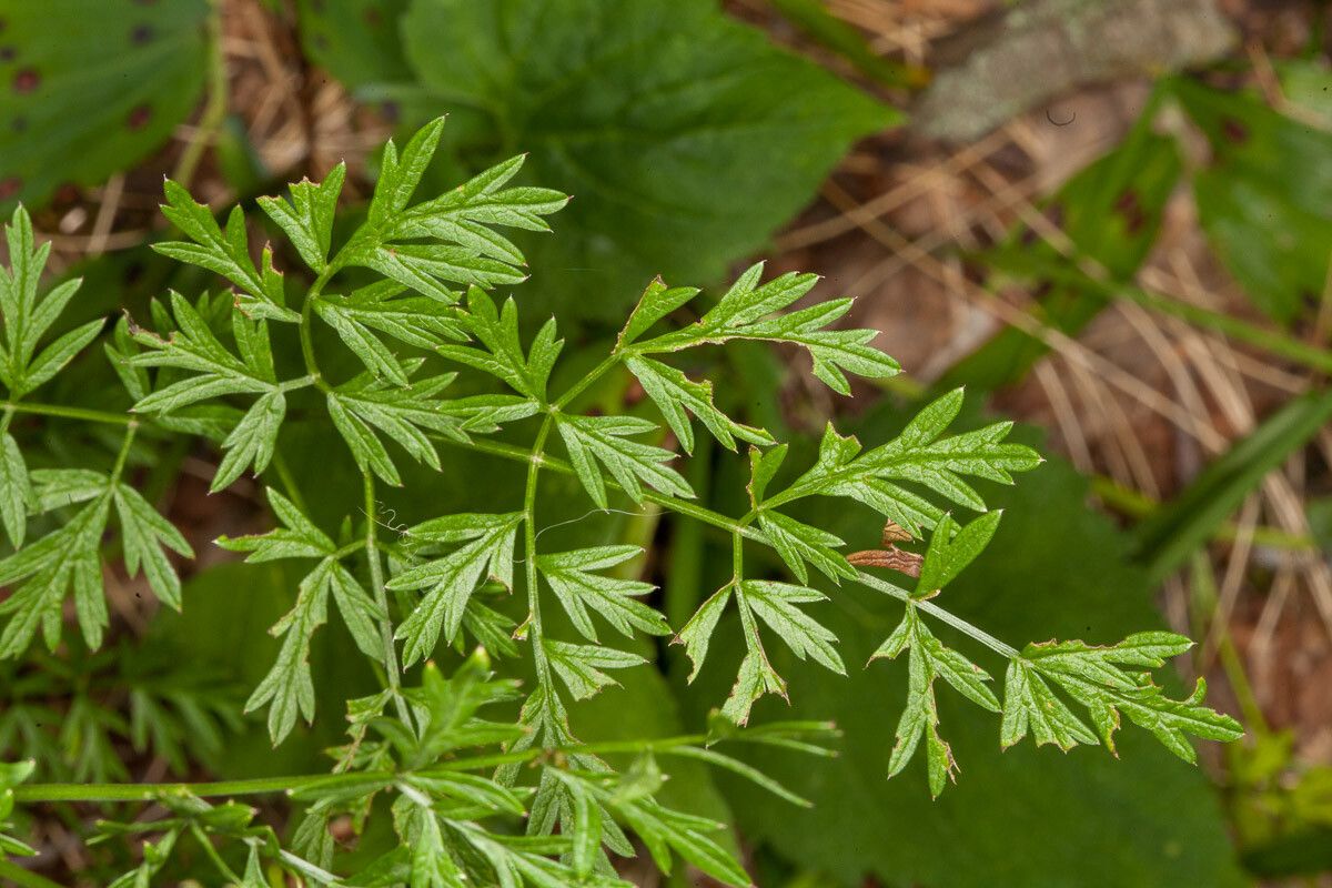 Cnidium silaifolium — houseplant care guide