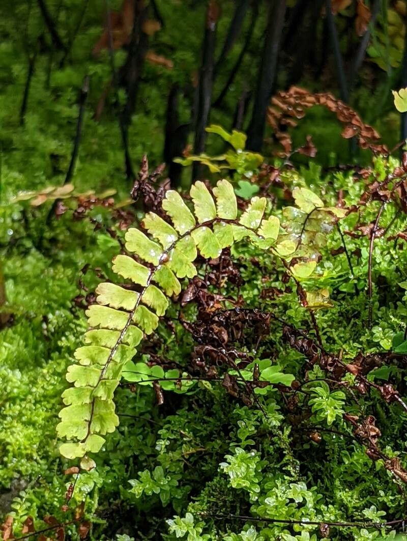 Adiantum edgeworthii — search result for 'Adiantum'