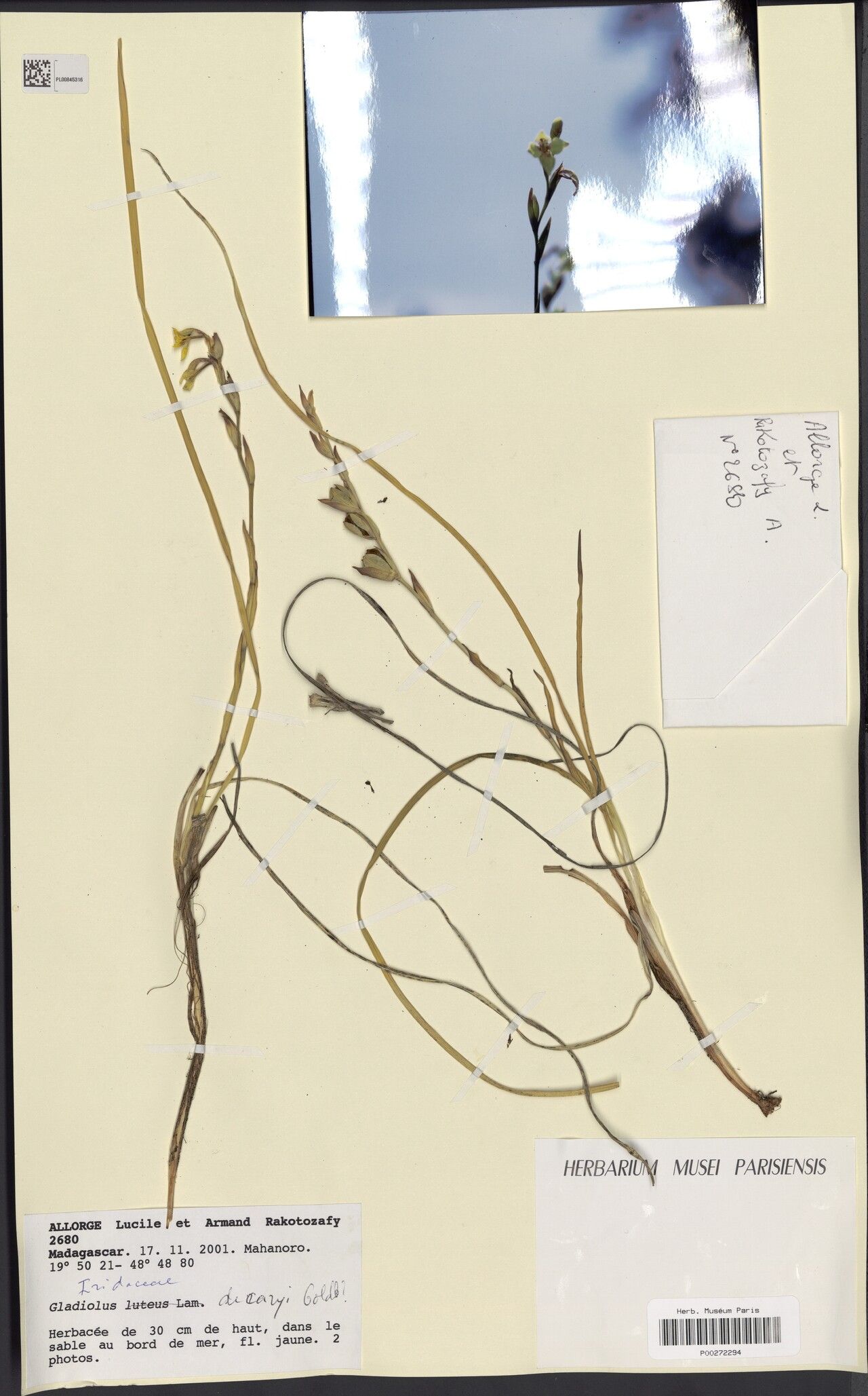 Gladiolus luteus — houseplant care guide