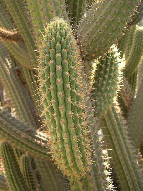 Weberbauerocereus cuzcoensis — related species from the same genus