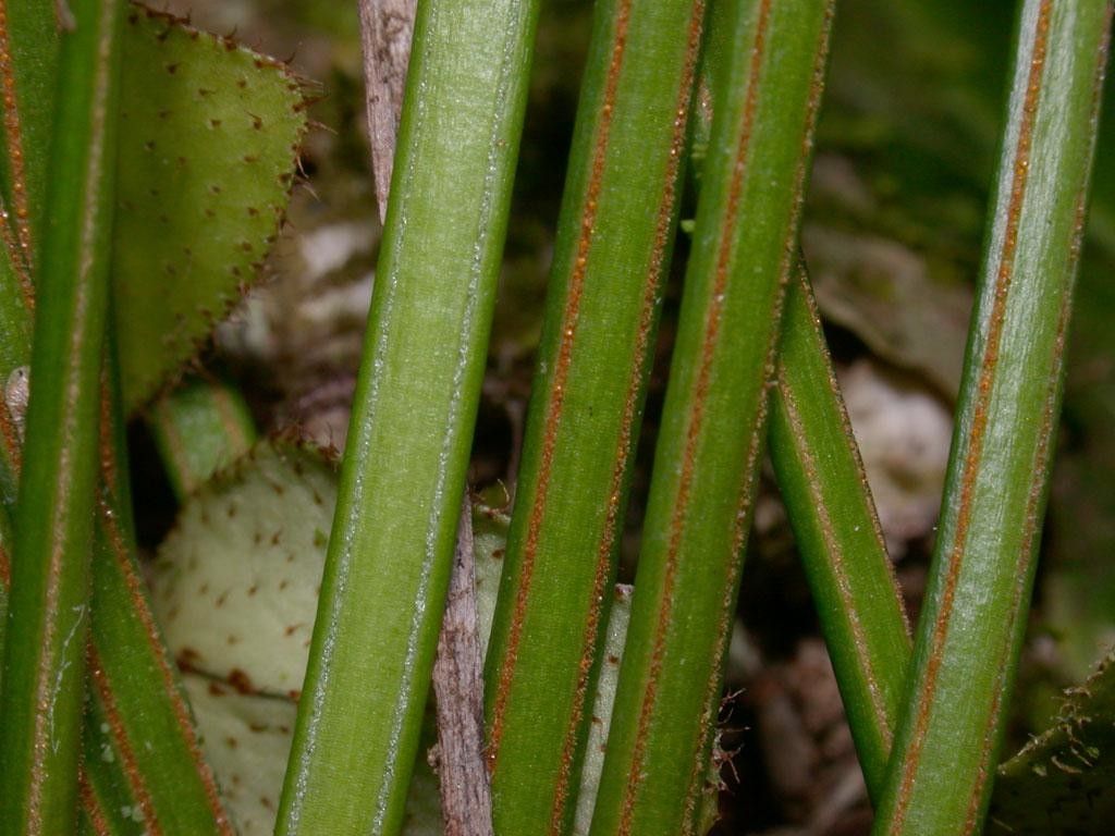 Vittaria lineata bark