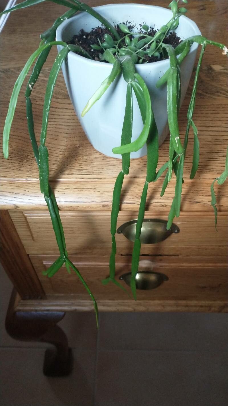 Rhipsalis micrantha — search result for 'Rhipsalis'