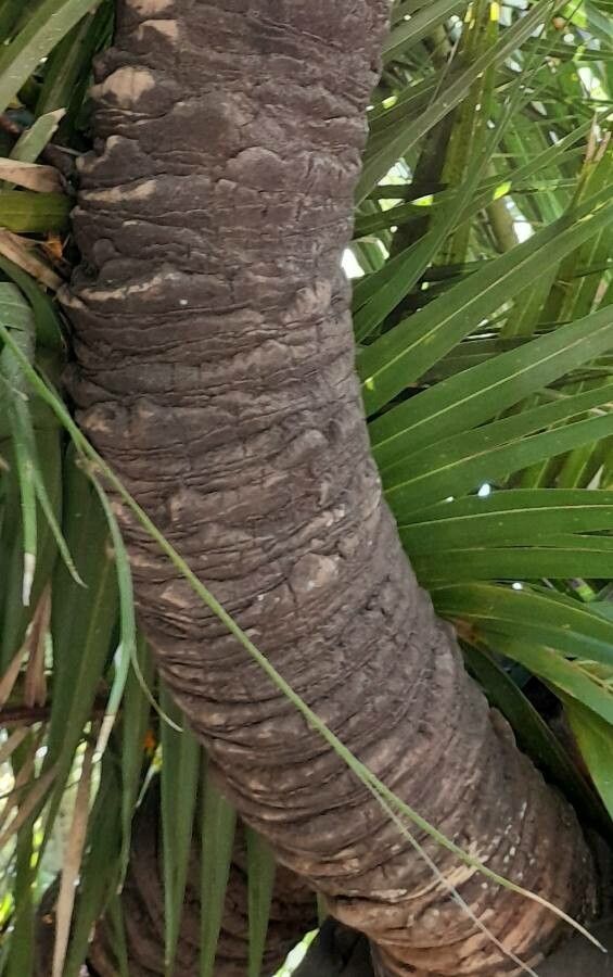 Phoenix paludosa bark